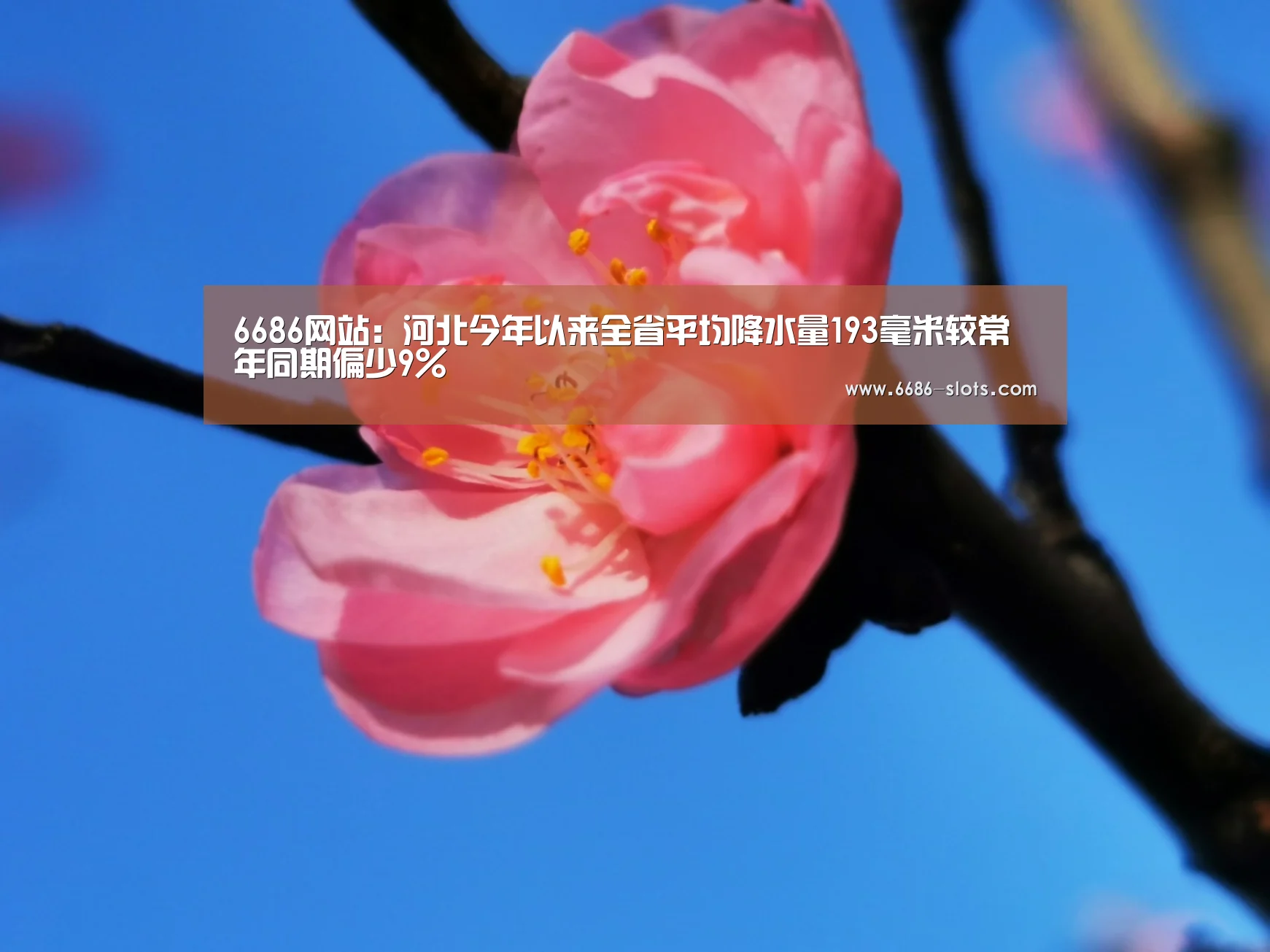 6686网站